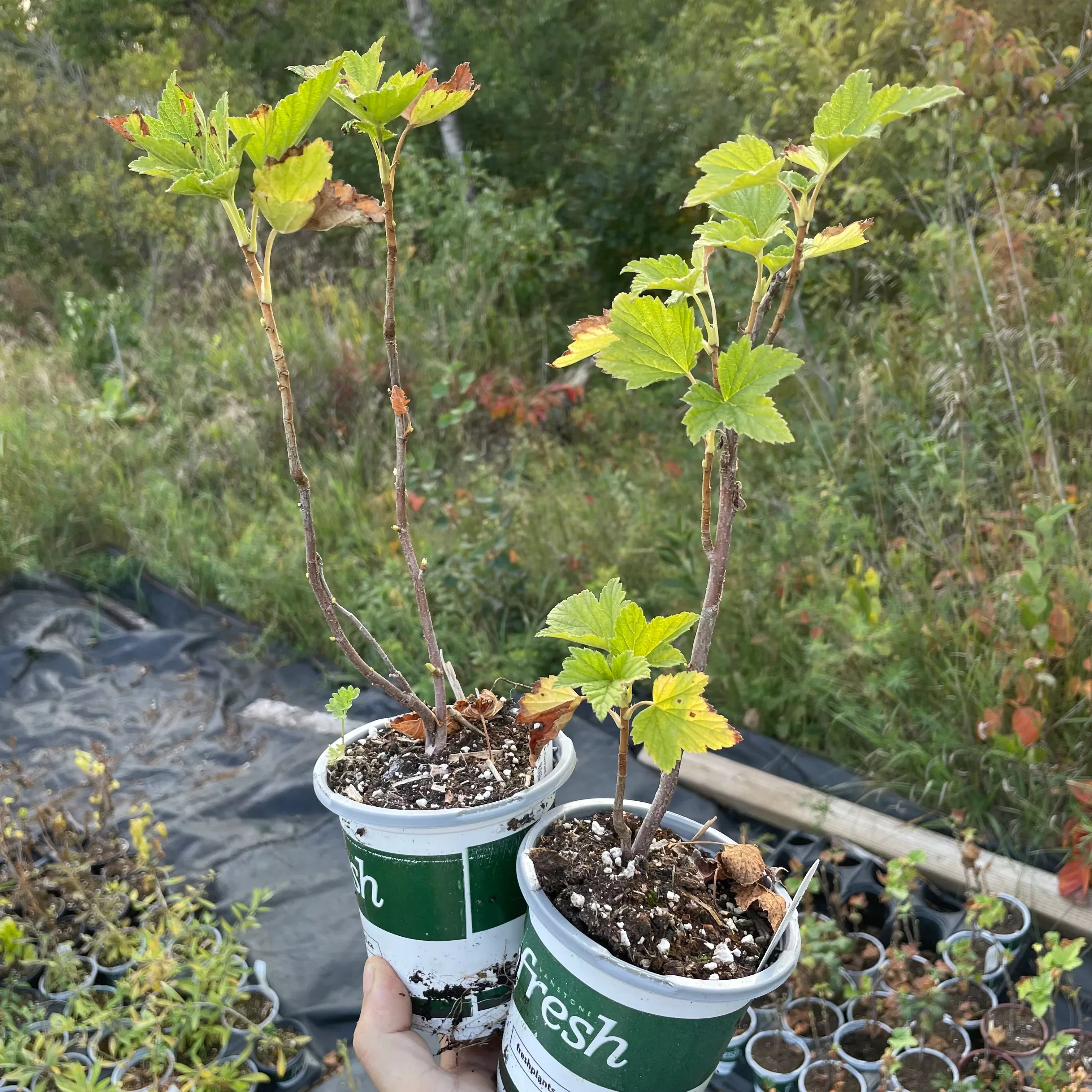 Tiben Black Currant