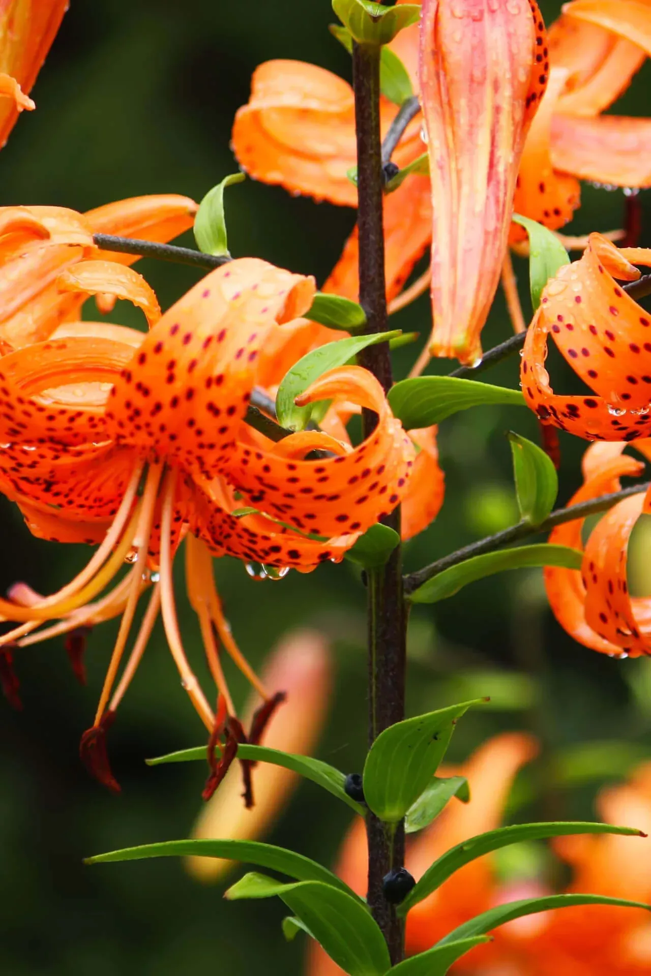 Tiger Lily Plant
