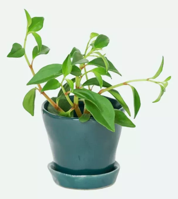 Tika Pot & Saucer