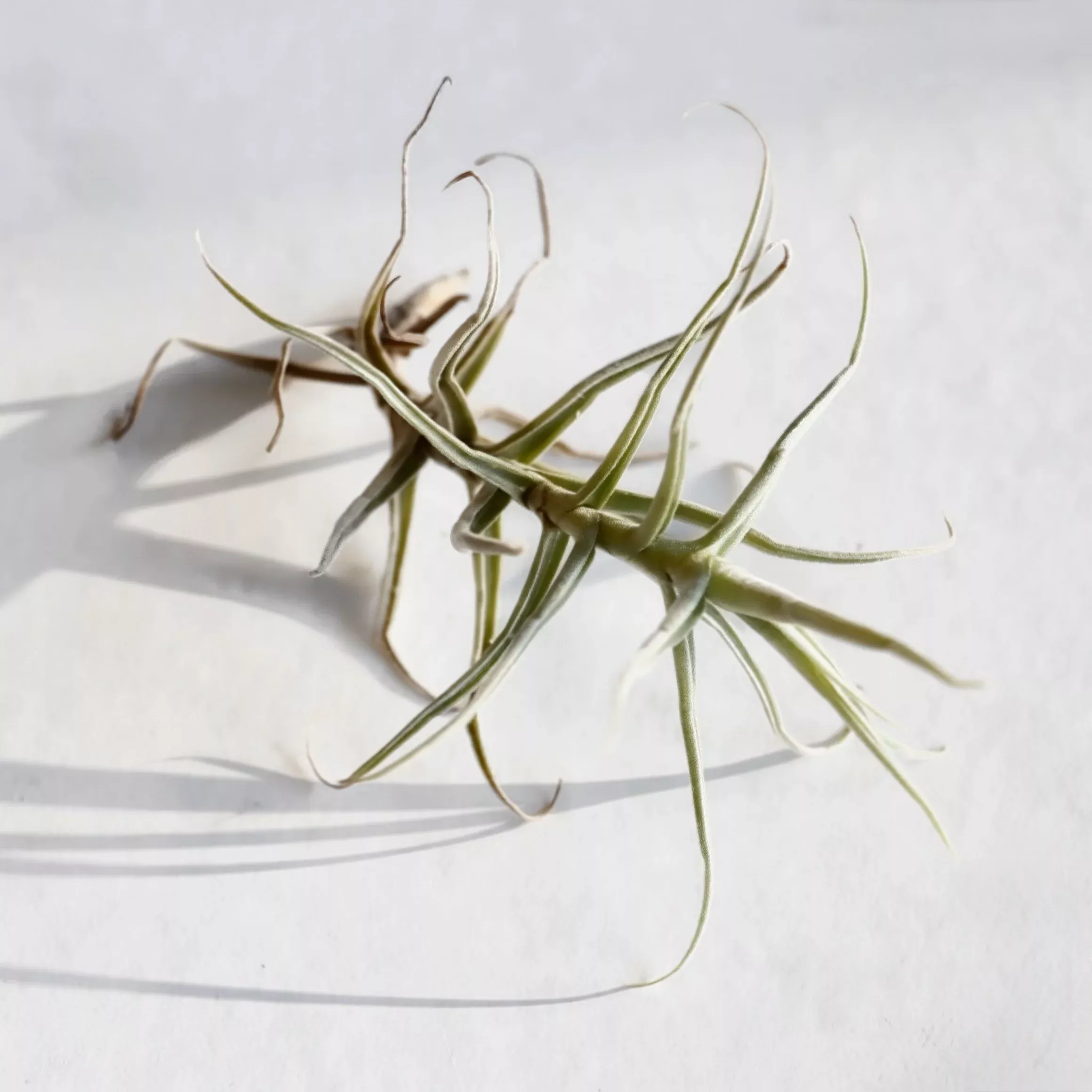 Tillandsia albida 'minor'