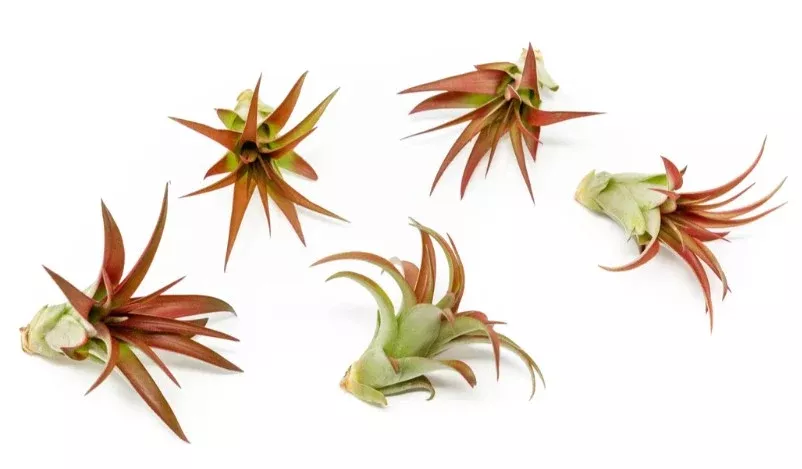 Tillandsia Blush-Red Abdita Air Plants