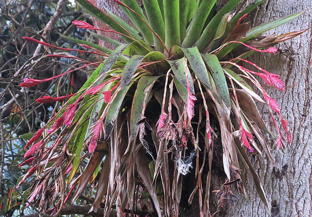 Tillandsia complanata 10 seeds