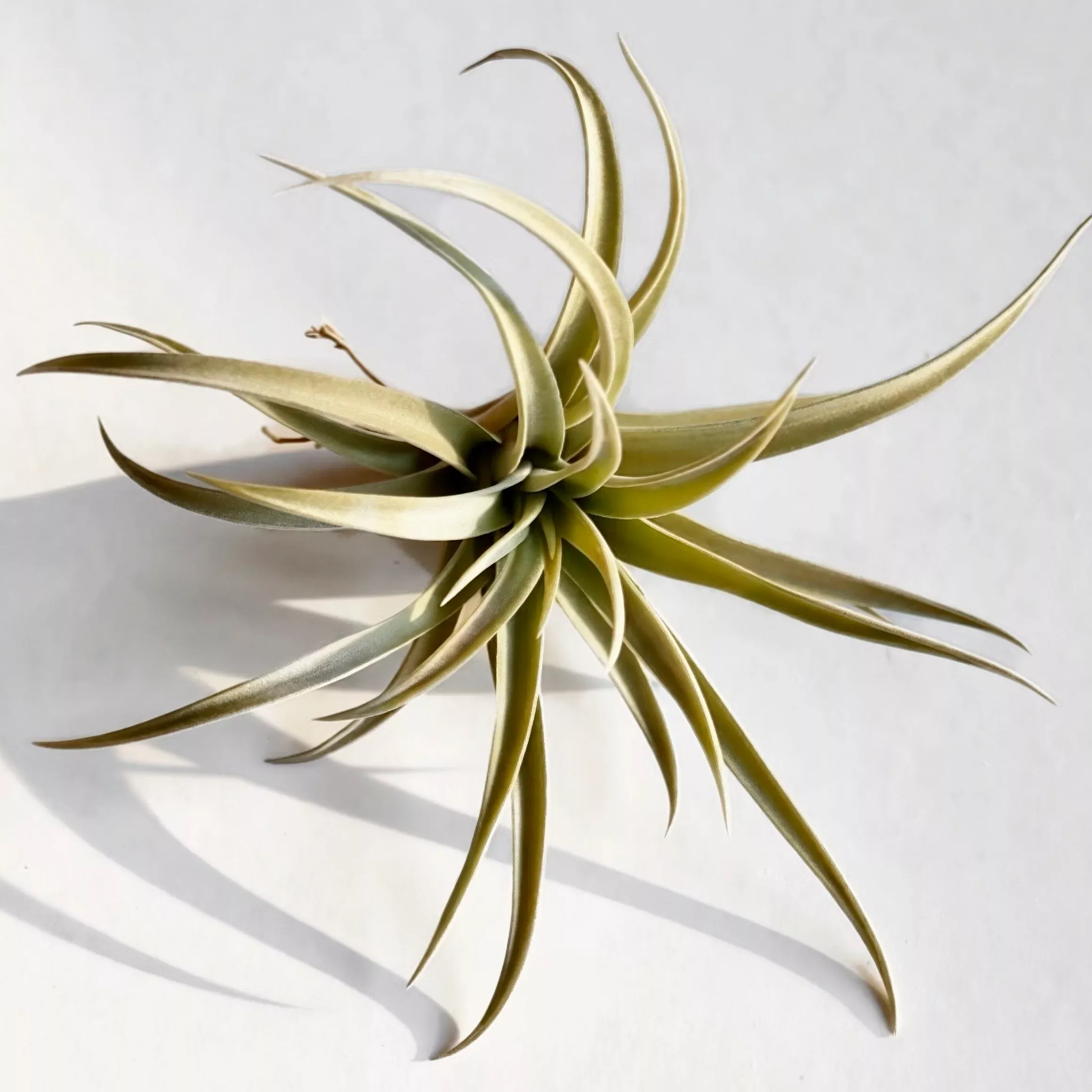 Tillandsia harrisii