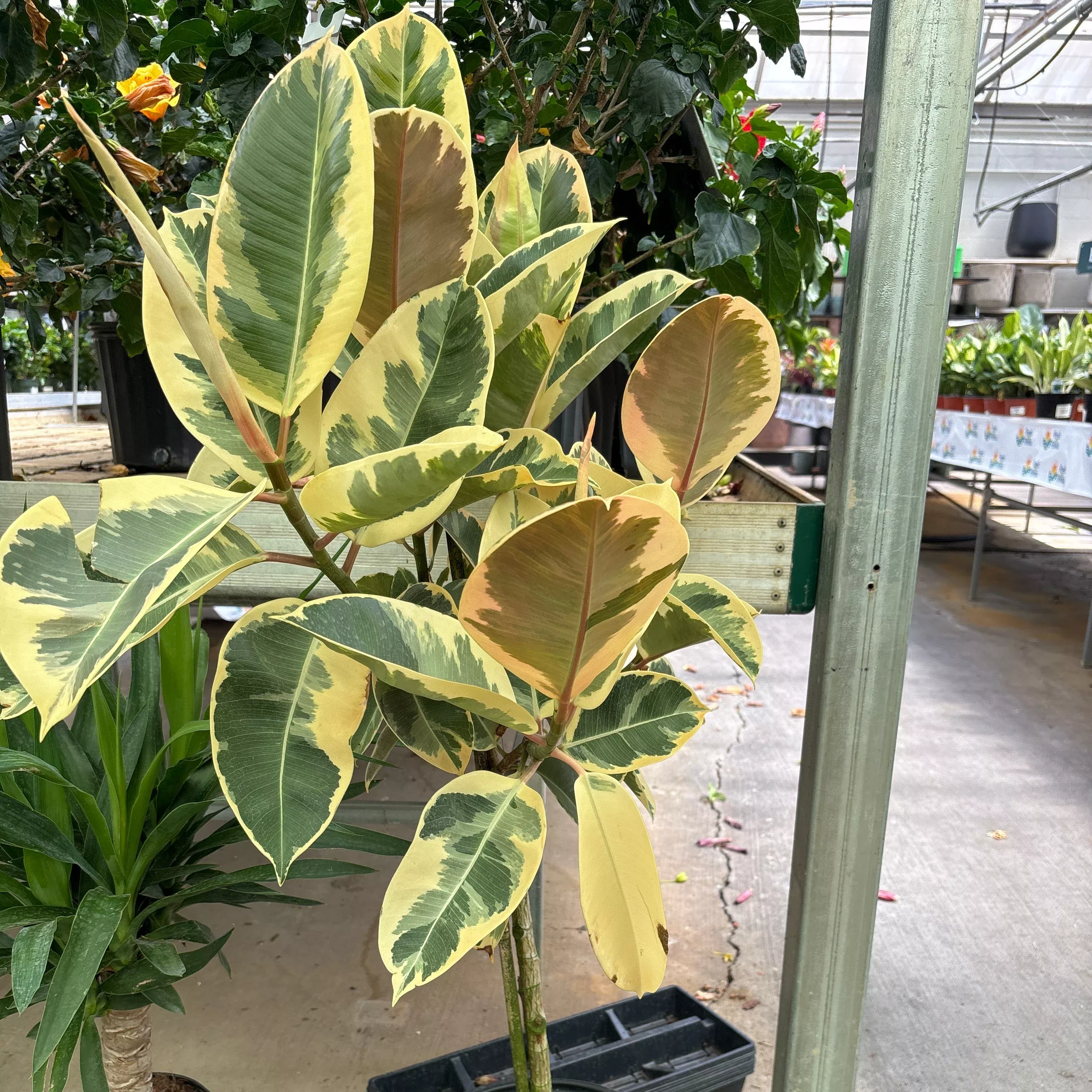 Tineke Rubber Plant - Ficus elastica - 10" Potted Houseplant