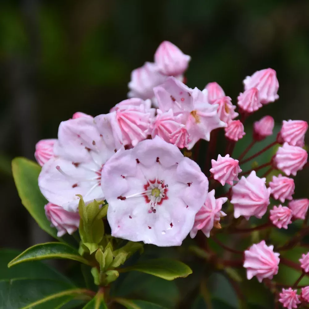 Tinkerbell Mountain Laurel