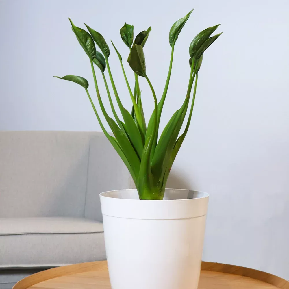 Tiny Dancer Plant