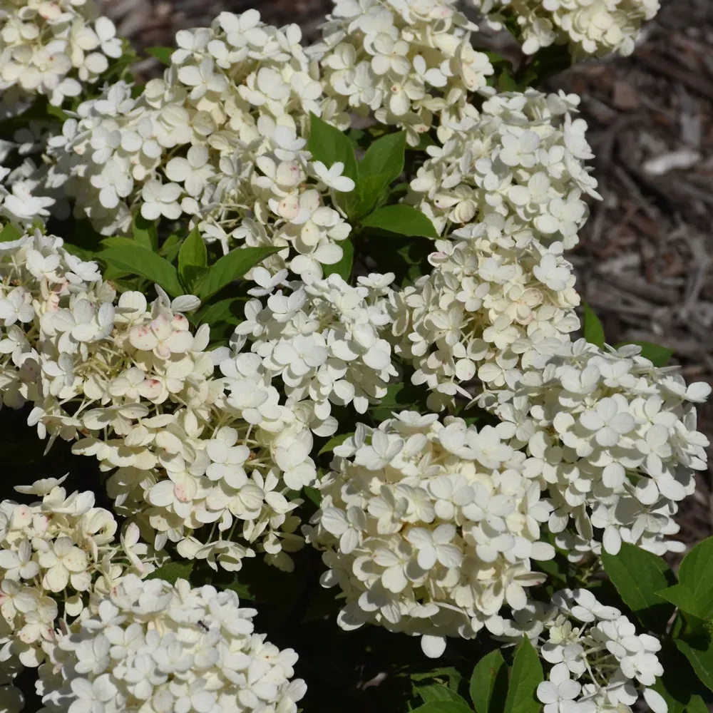 Tiny Quick Fire Hydrangea