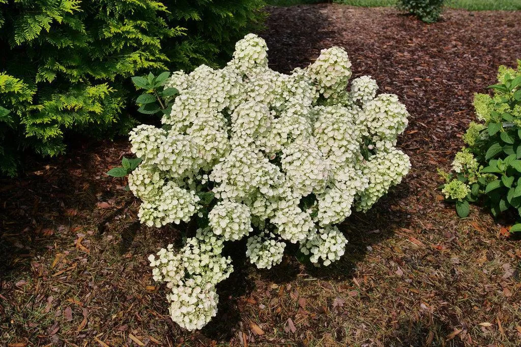 Tiny Quick Fire Panicle Hydrangea