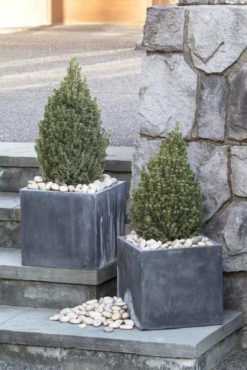 Tiny Tower Dwarf Alberta Spruce