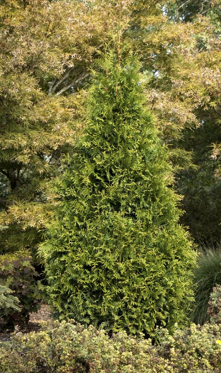 Tiny Tower Green Giant Arborvitae