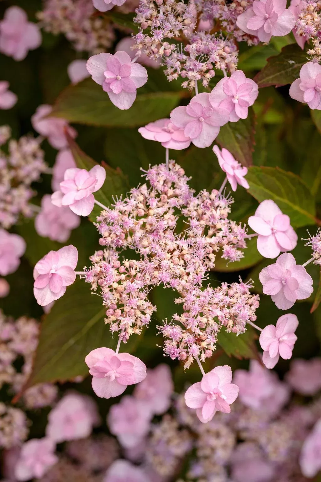 Tiny Tuff Stuff Mountain Hydrangea