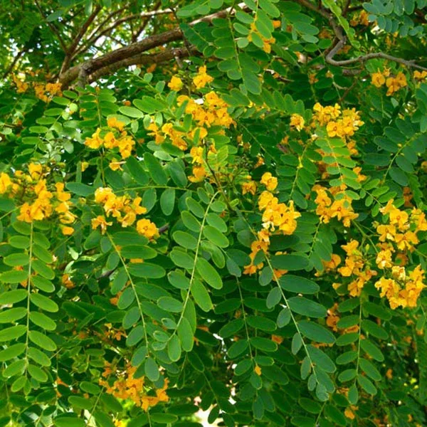 Tipu Tree