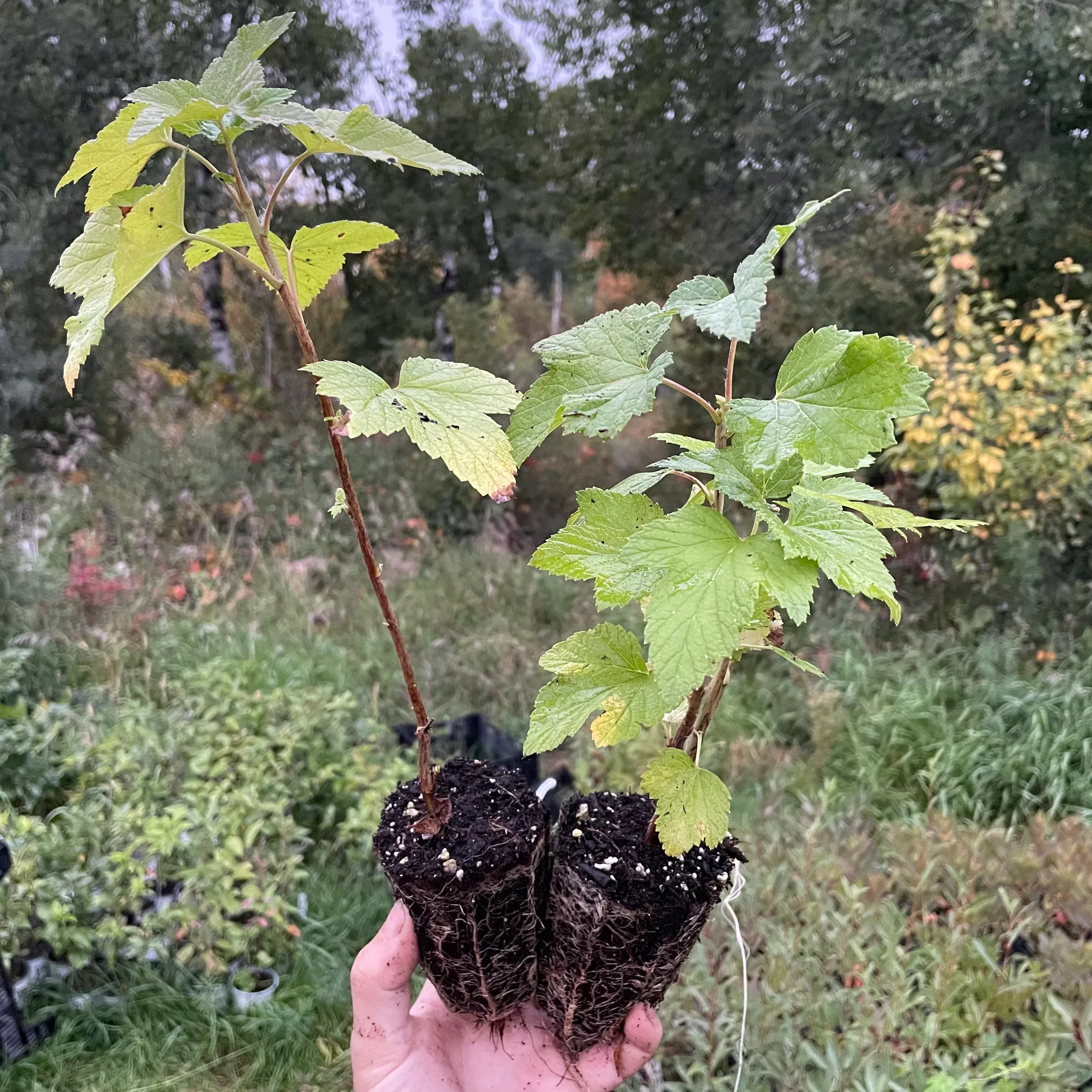 Titania Black Currant (Ribes nigrum 'Titania')