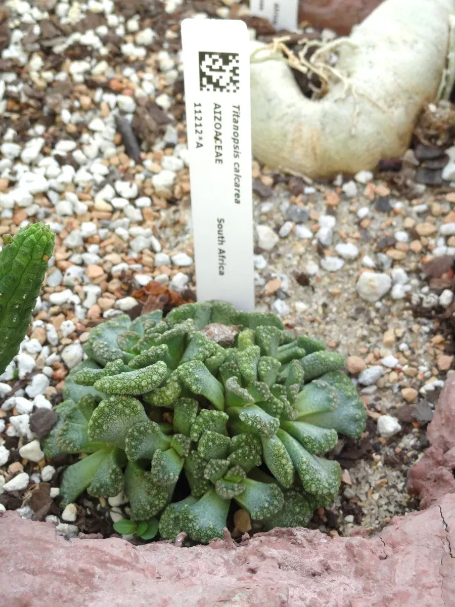 Titanopsis calcarea Seeds - Concrete Leaf