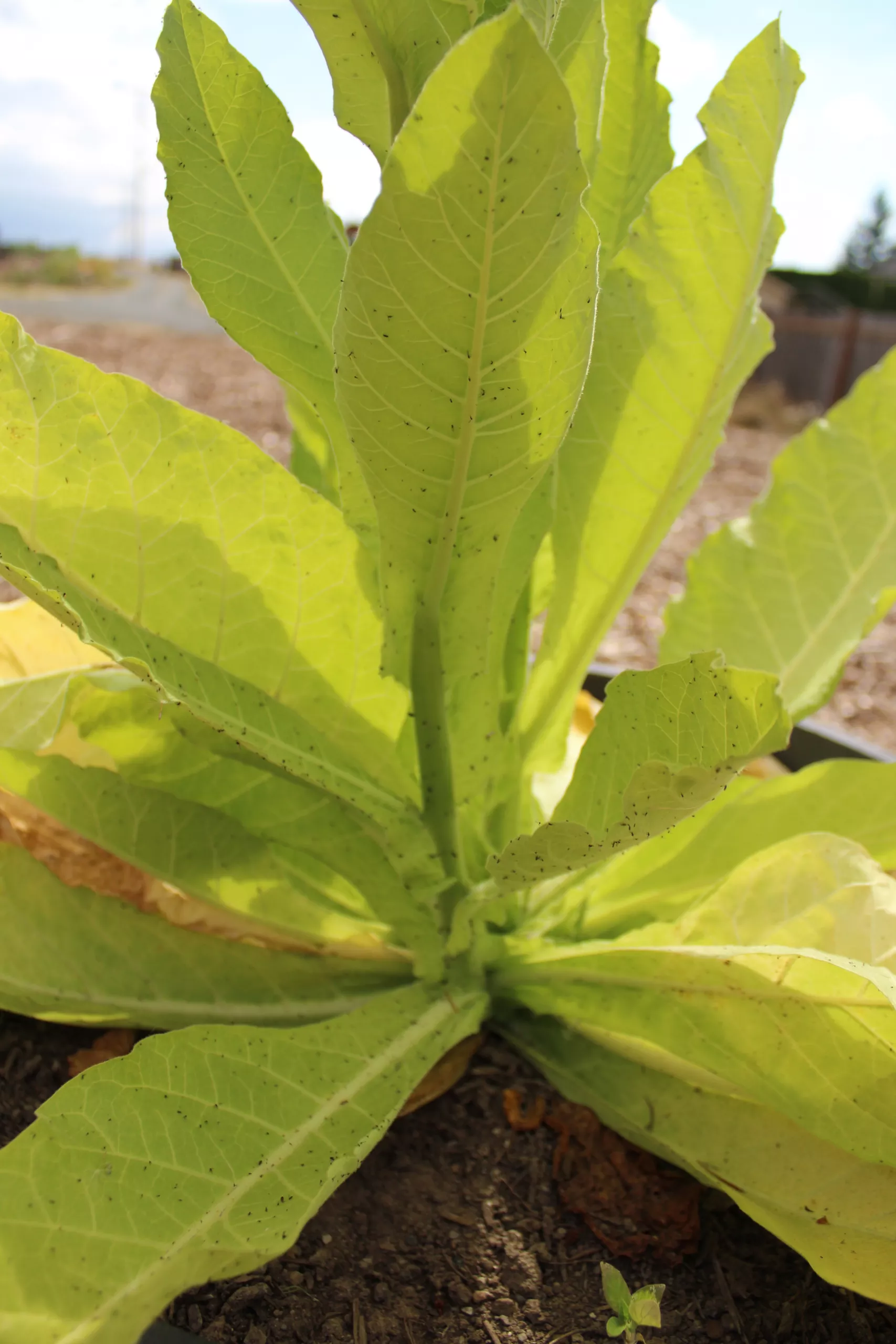 Tobacco, Cultivated ‘Virginia Bright Leaf’