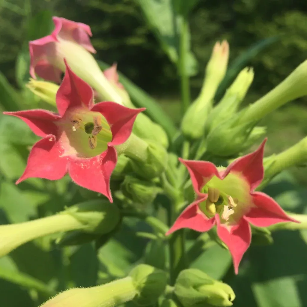 Tobacco, Virginia (Nicotiana tobacum)