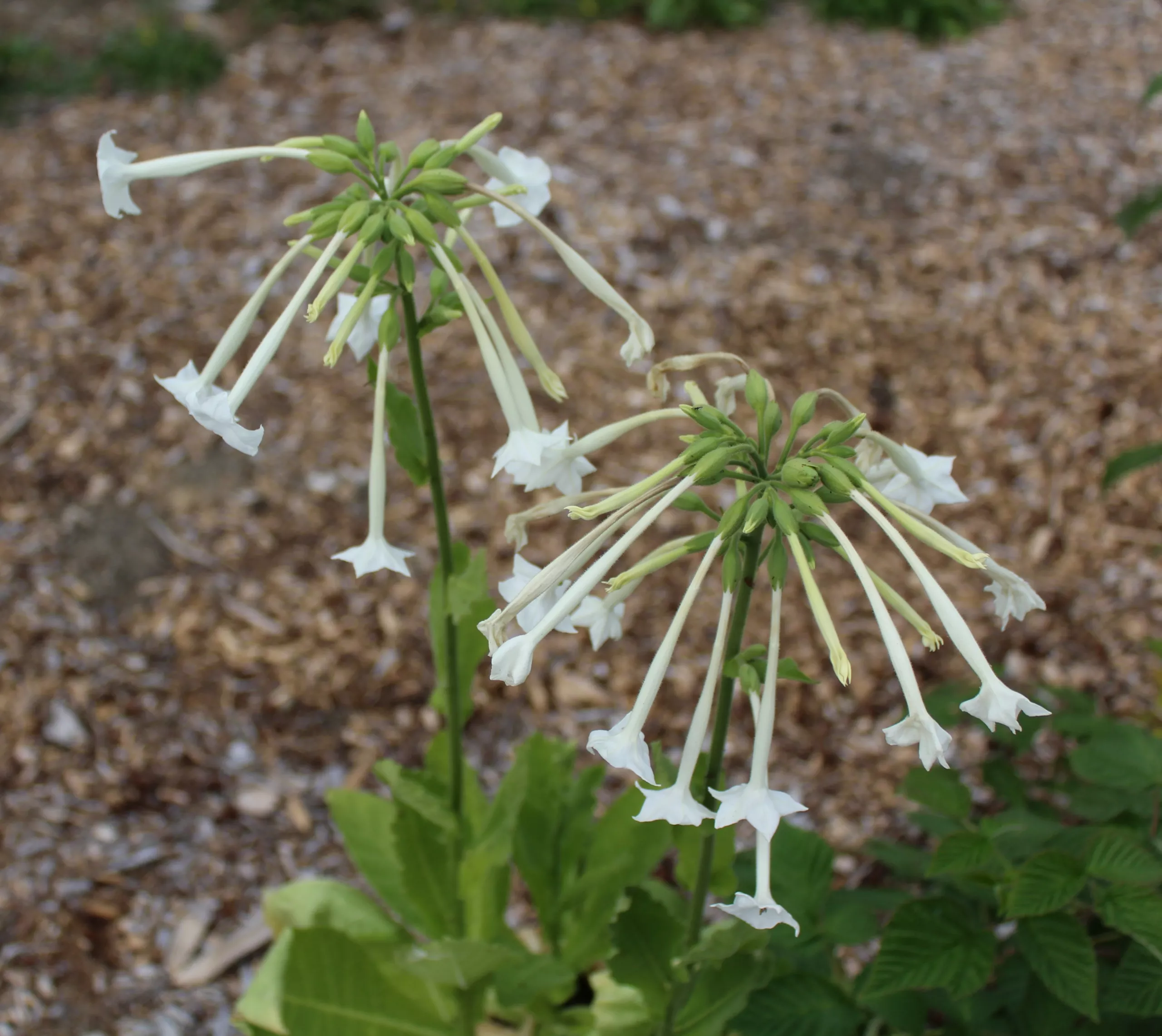 Tobacco, Woodland ‘Only the Lonely’