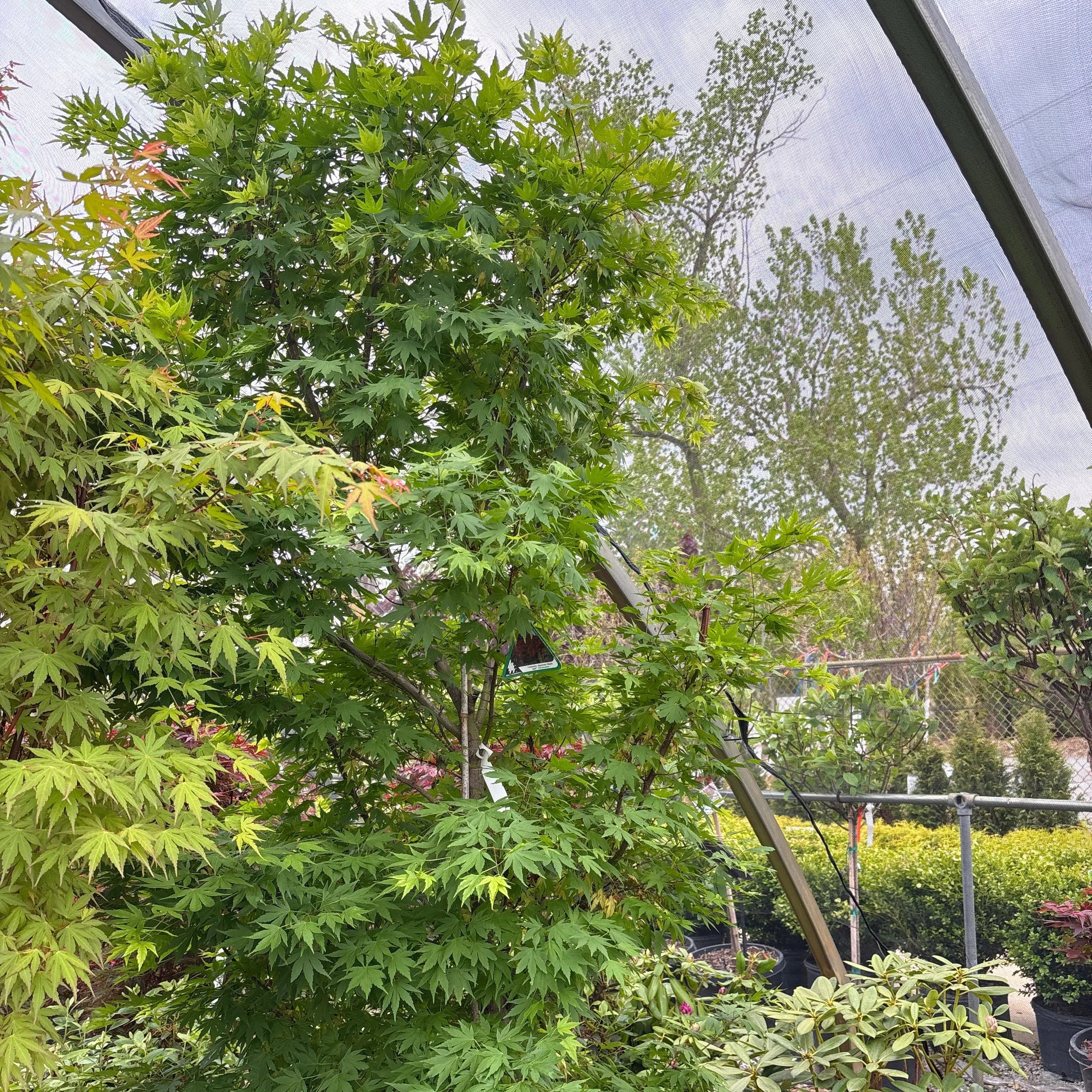 Tobiosho Japanese Maple - Acer palmatum - 15 Gallon Boxed Tree