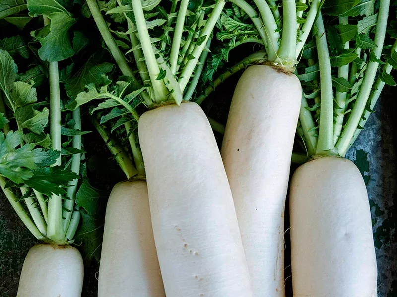 Tokinashi Daikon Radish Seeds