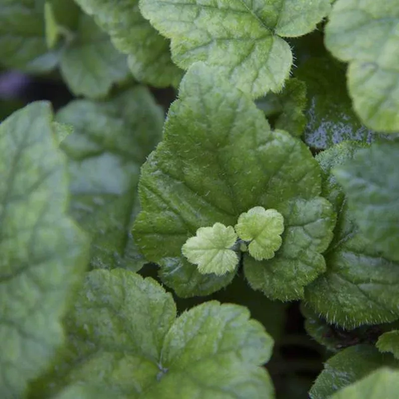 Tolmiea Piggyback Plant Plug (Tolmiea menziesii) – Unique Foliage & Fast Growth – Perfect for Indoors or Shady Areas