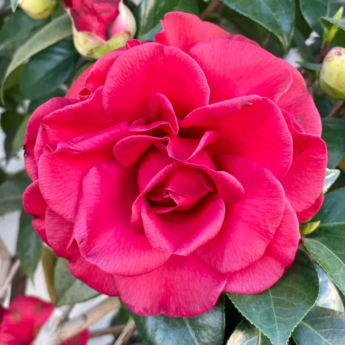 Tom Knudsen Camellia