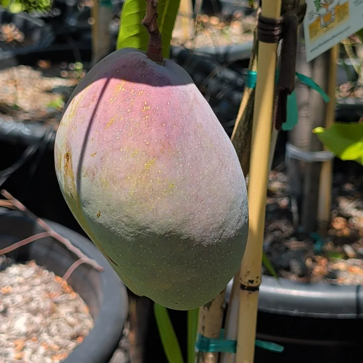 Tommy Atkins Mango