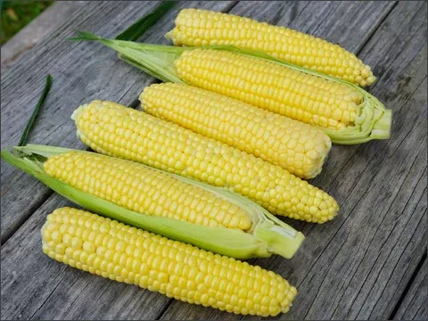 Top Hat Organic Sweet Corn Seeds