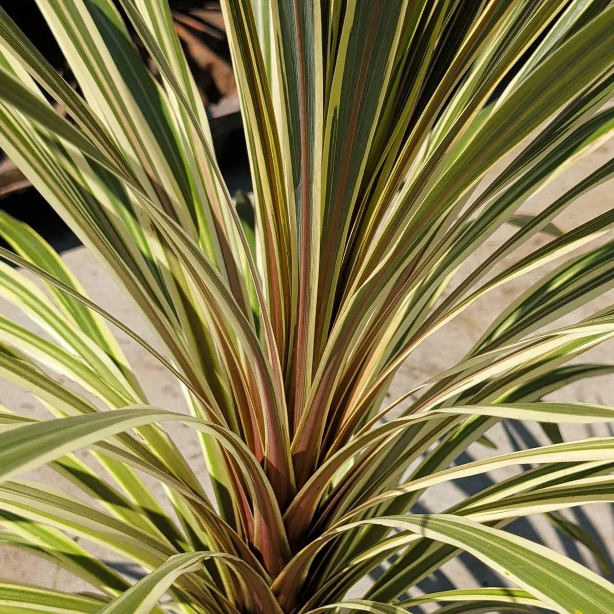 Torbay Dazzler Grass Palm