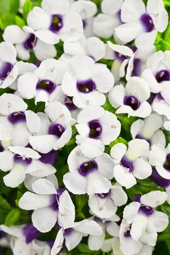 Torenia Catalina 'Grape-O-Licious™'