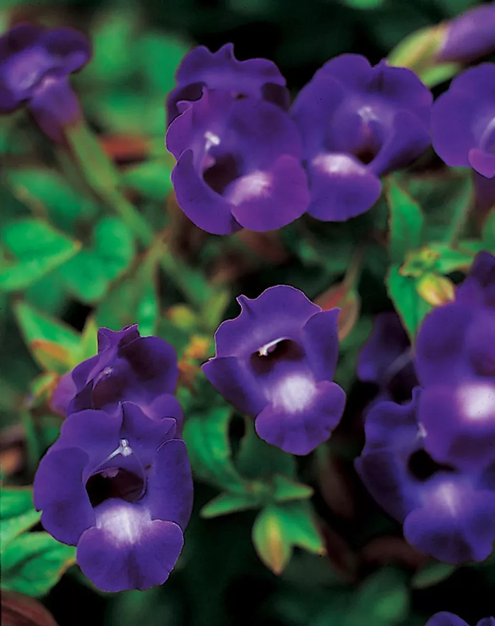 Torenia hybrid 'Summer Wave Large Violet'