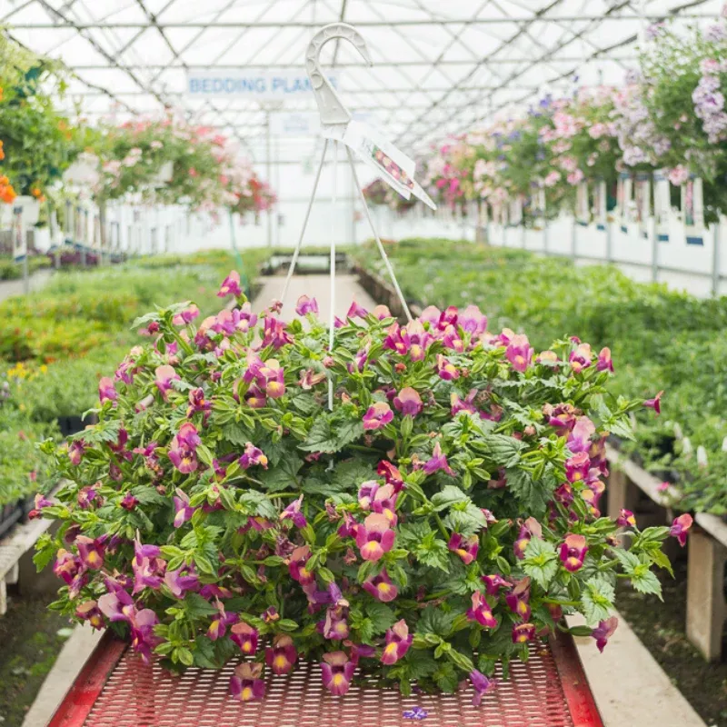 Torenia Moon Magenta Plant Plug (Torenia fournieri 'Moon Magenta') – Vibrant Magenta Blooms for Shade and Baskets
