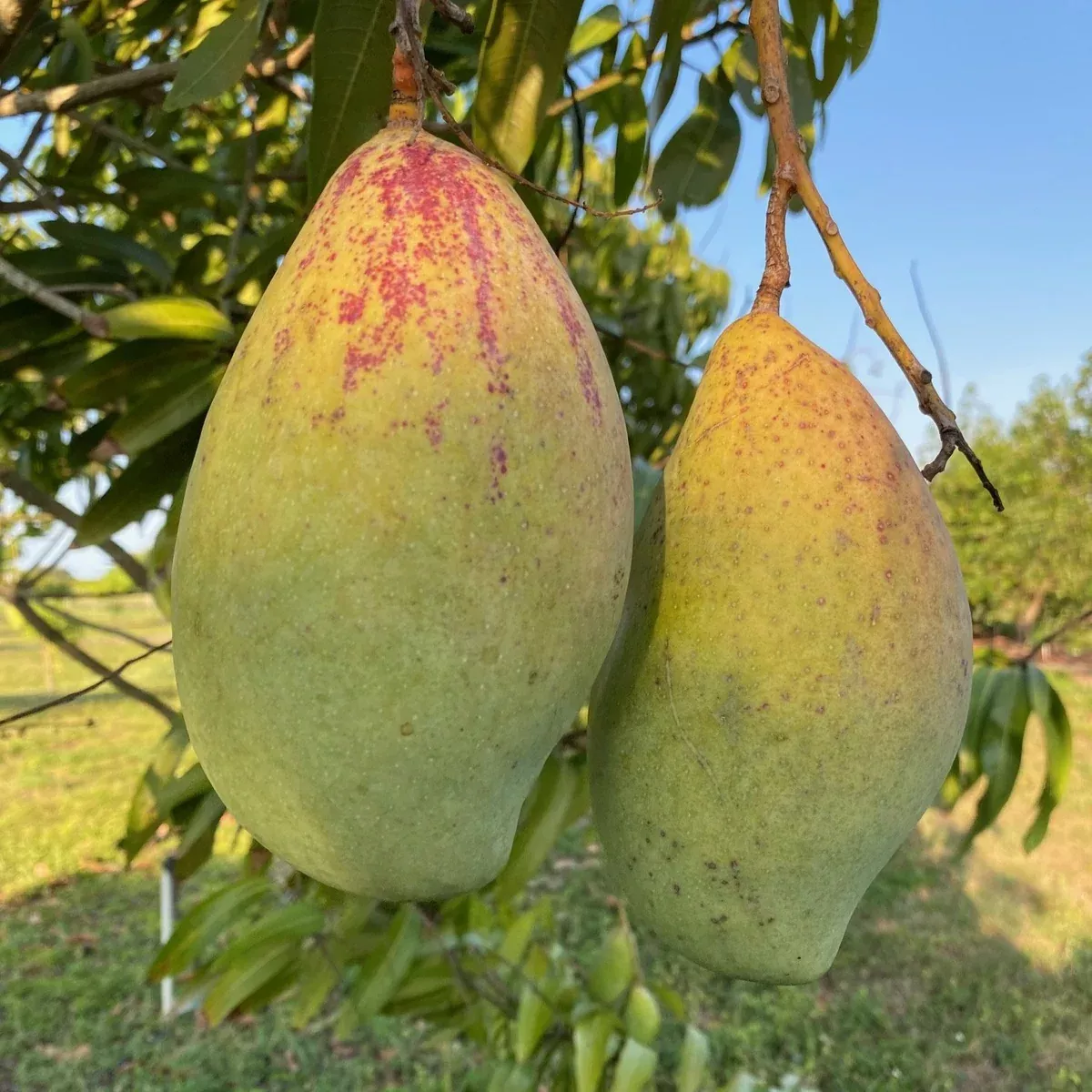 Totapuri Mango *Pre-Order*