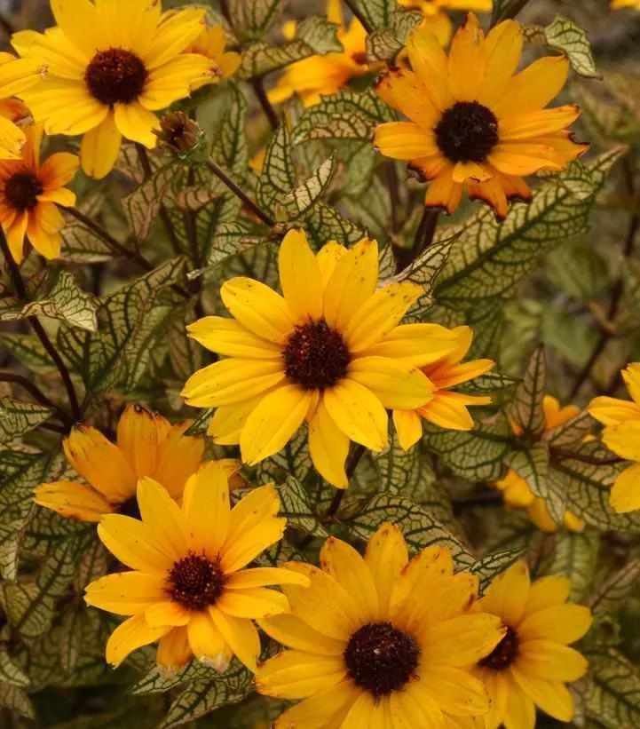 Touch of Blush False Sunflower