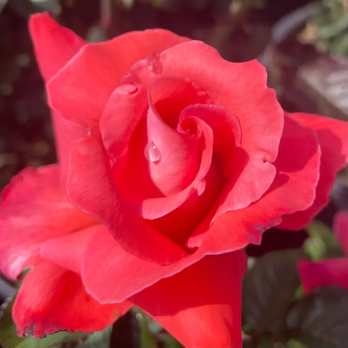 Touch of Class Rose