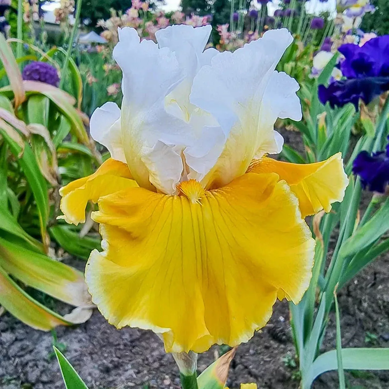Tour de France Bearded Iris