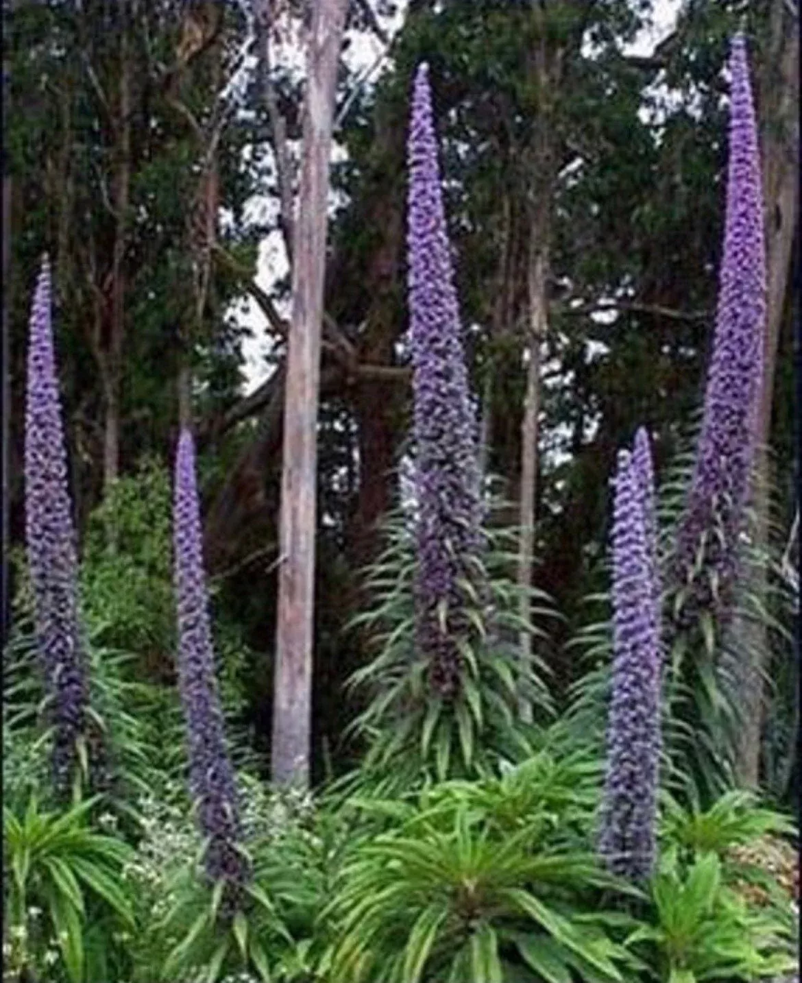 Tower of Jewel Seeds, Echium Pininana, Blue Towers EC8110