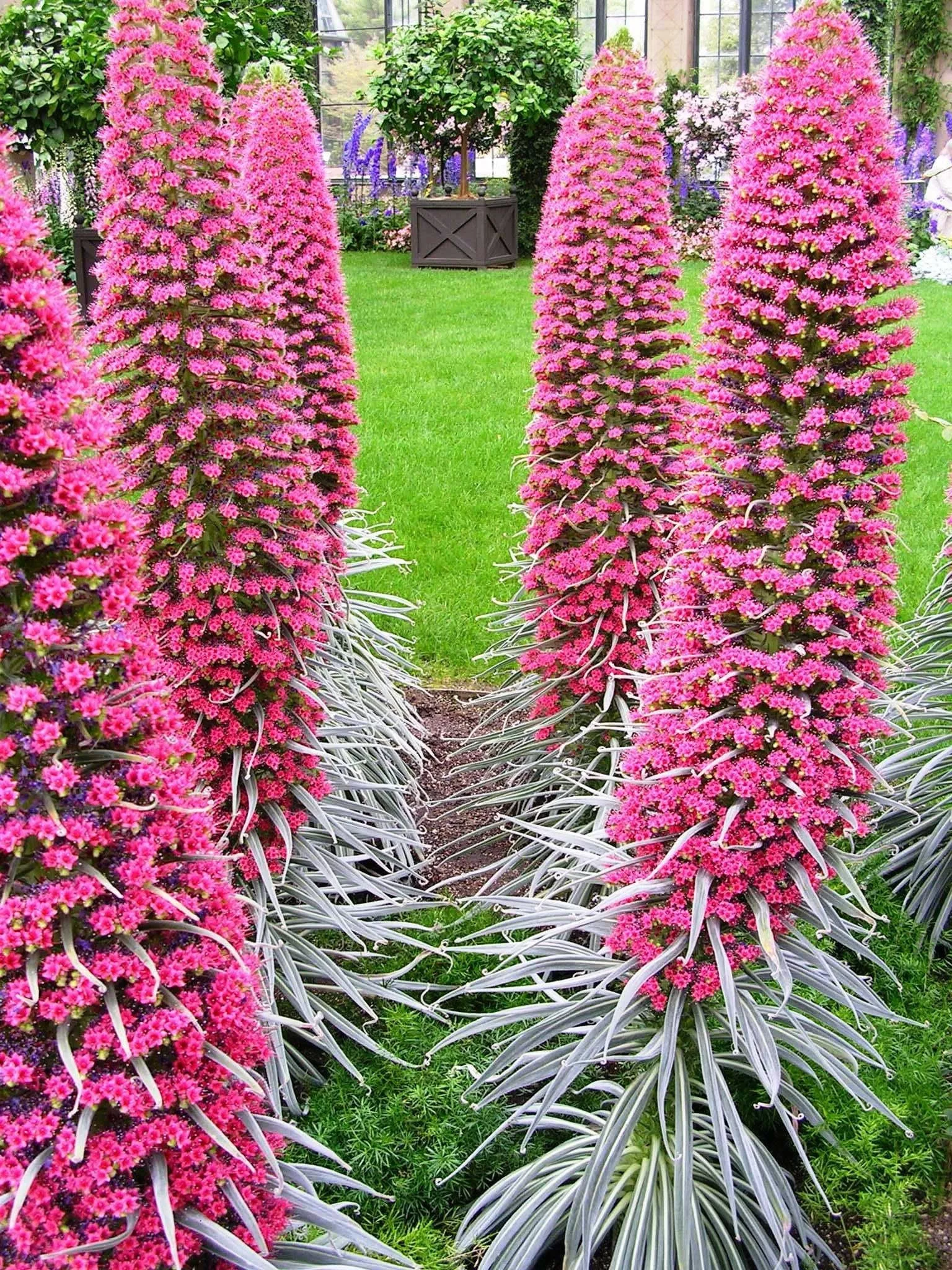 Tower of Jewel Seeds, Echium Pininana, Pink-Red EC8210
