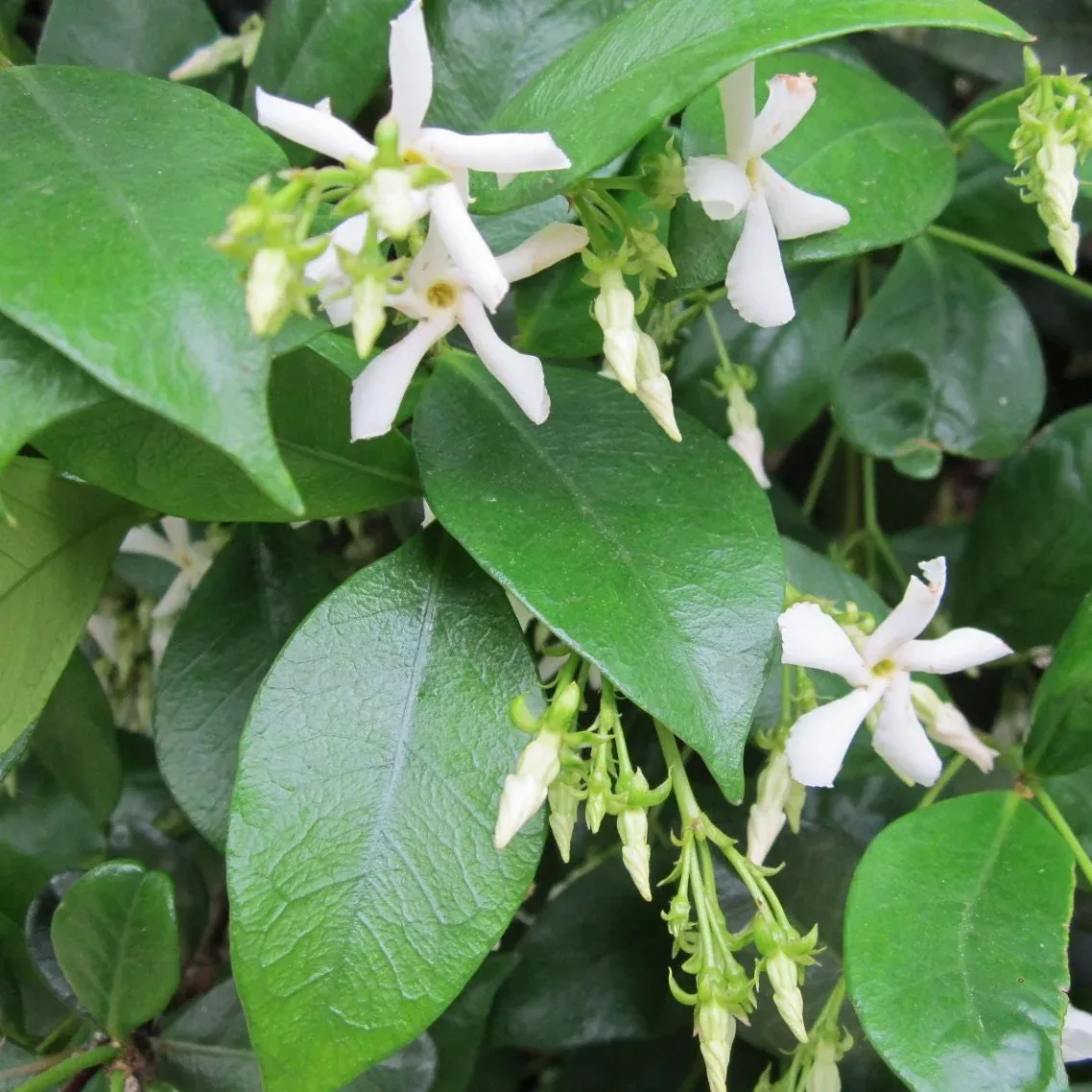 Trachelospermum jasminoides 'Confederate Jasmine'