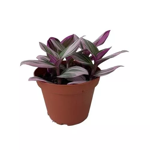 Tradescantia 'Bubblegum' - 4" Potted Houseplant
