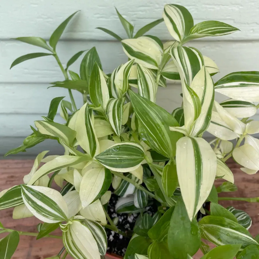 Tradescantia Green Yellow Wandering Dude Plant Plug (Tradescantia fluminensis) – Vibrant Indoor Houseplant – Easy-Care Trailing Plant