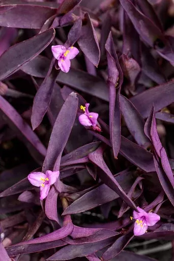 Tradescantia pallida Proven Accents 'Purple Queen'