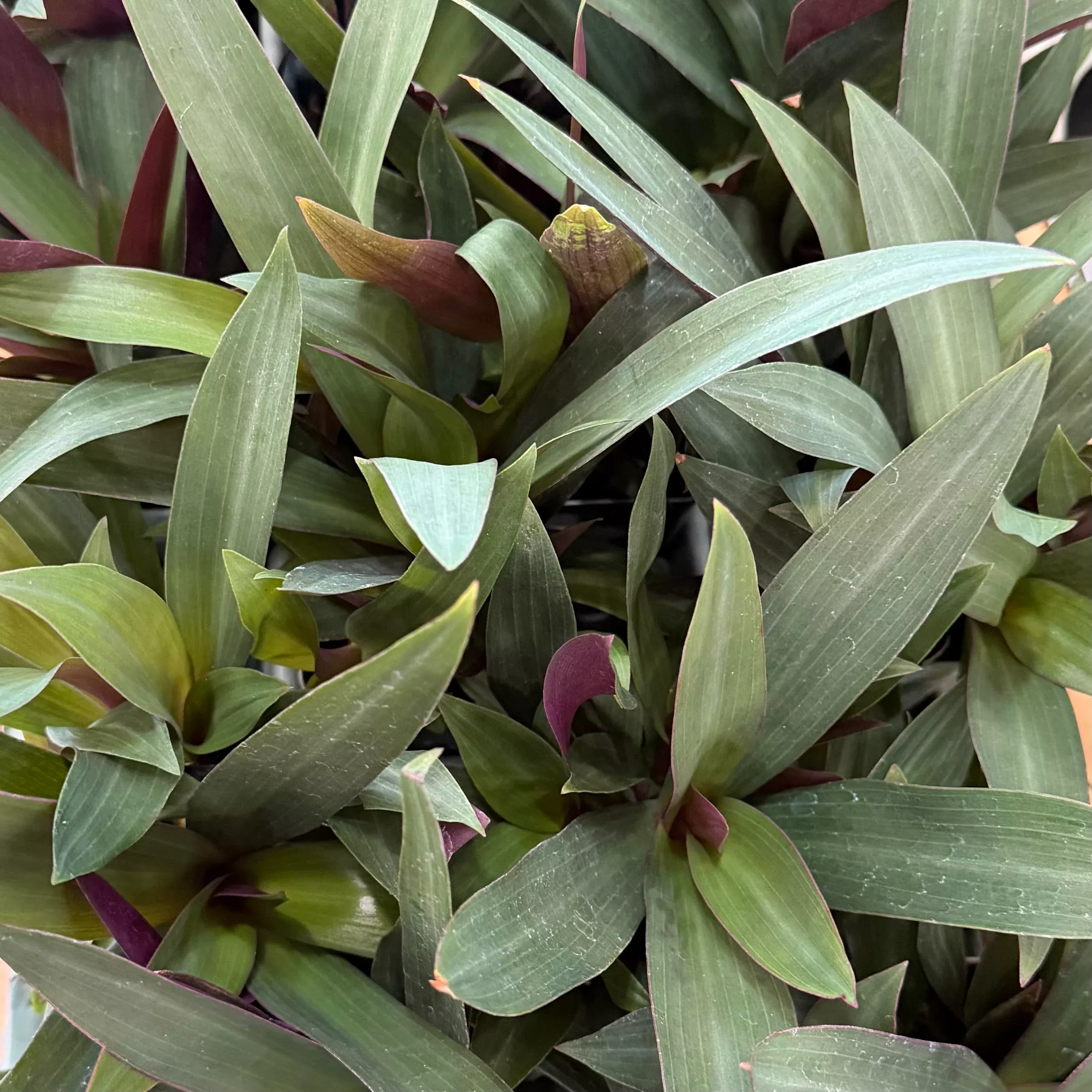 Tradescantia spathacea vitatta, 'Rhoeo'