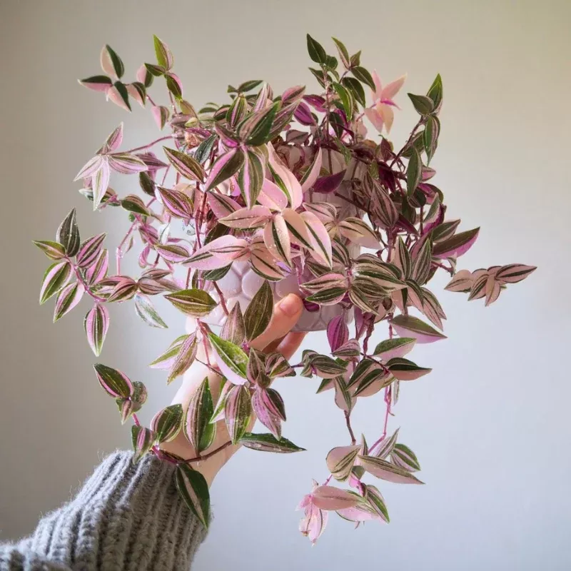 Tradescantia Tricolor Plant Plug (Tradescantia fluminensis) – Vibrant pink, white, and green foliage, a striking trailing plant for shade or partial sun.