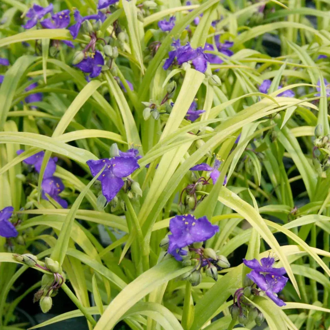 Tradescantia X 'Sweet Kate