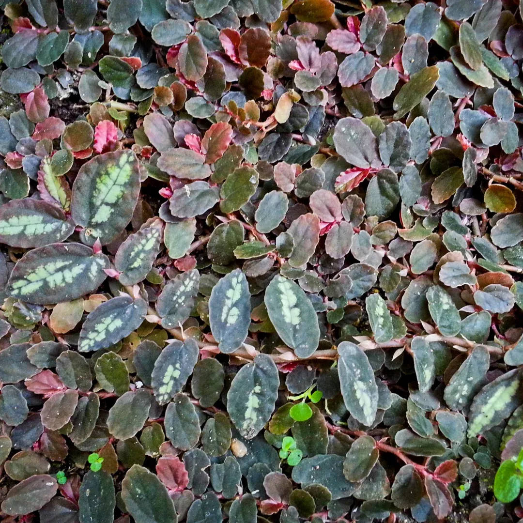 Trailing Watermelon Plant Plug (Pellionia repens) Rooted Cutting – Live Plant for Indoor Gardens, Terrariums, and Hanging Planters