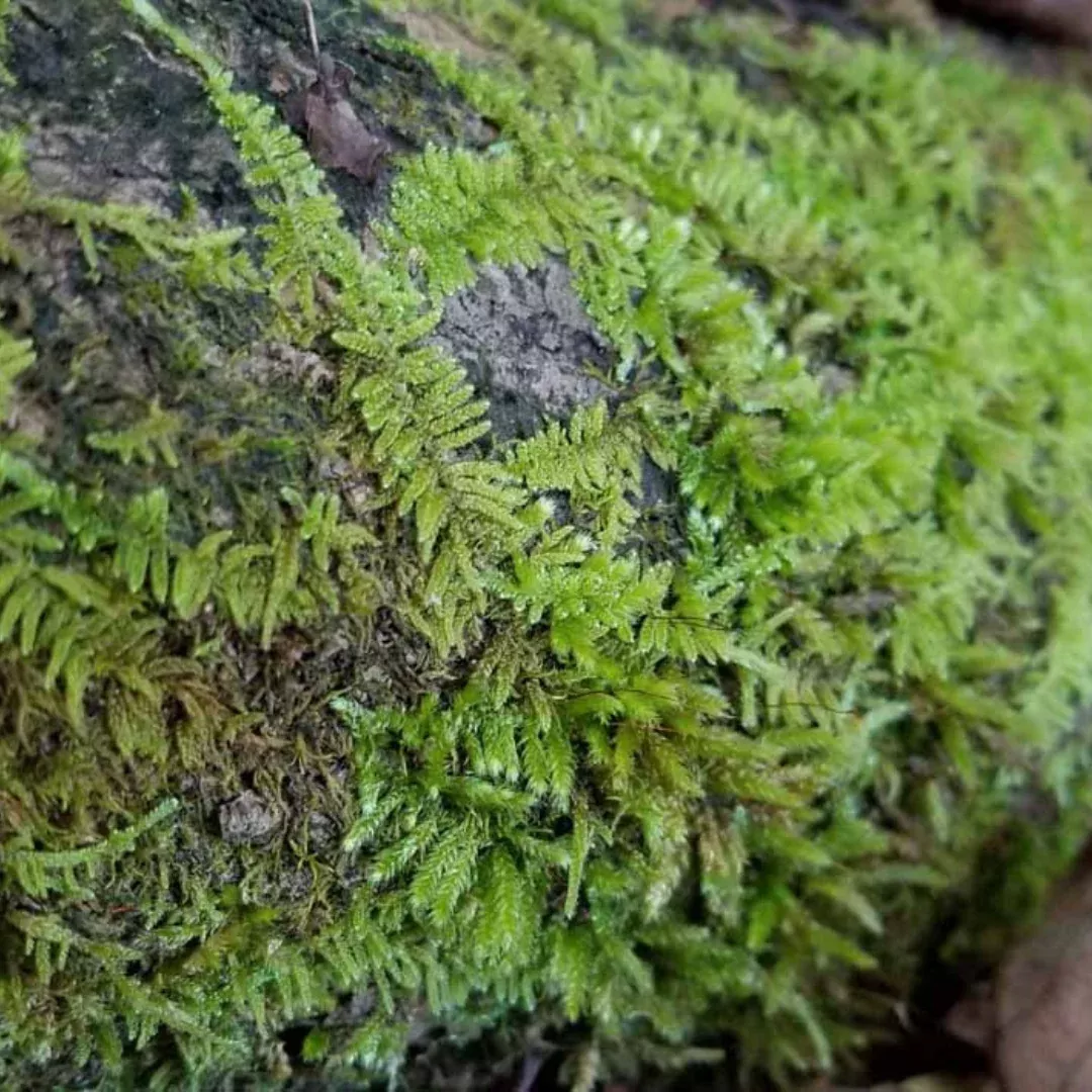 Train Track Moss (Thelia hirtella) – Live Moss for Terrariums, Vivariums, and Natural Landscaping