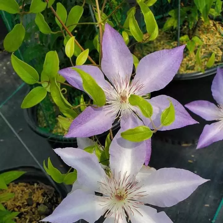 Tranquilite Clematis