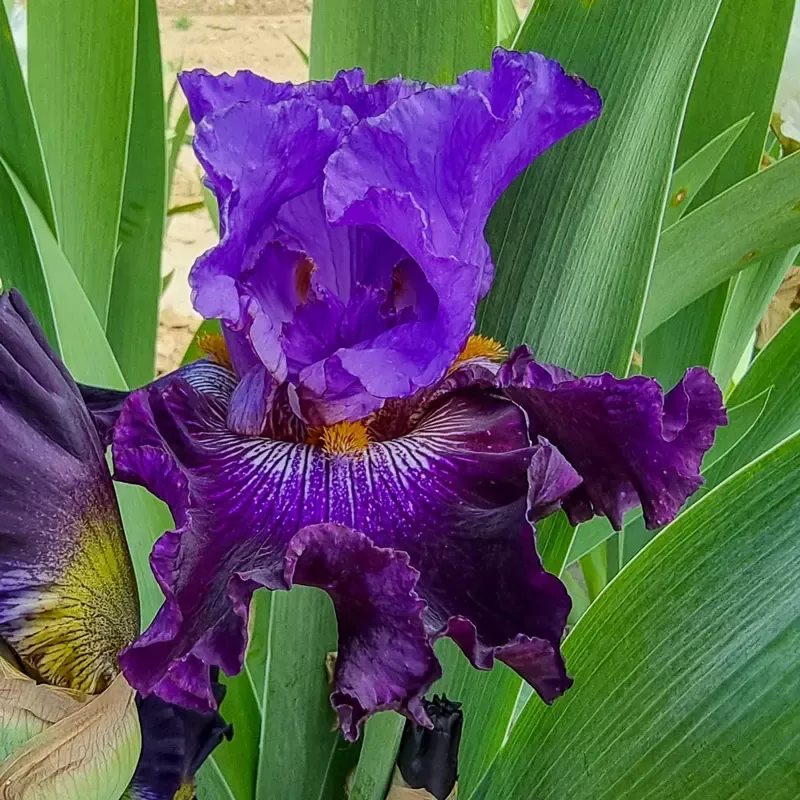 Transgalactic Bearded Iris
