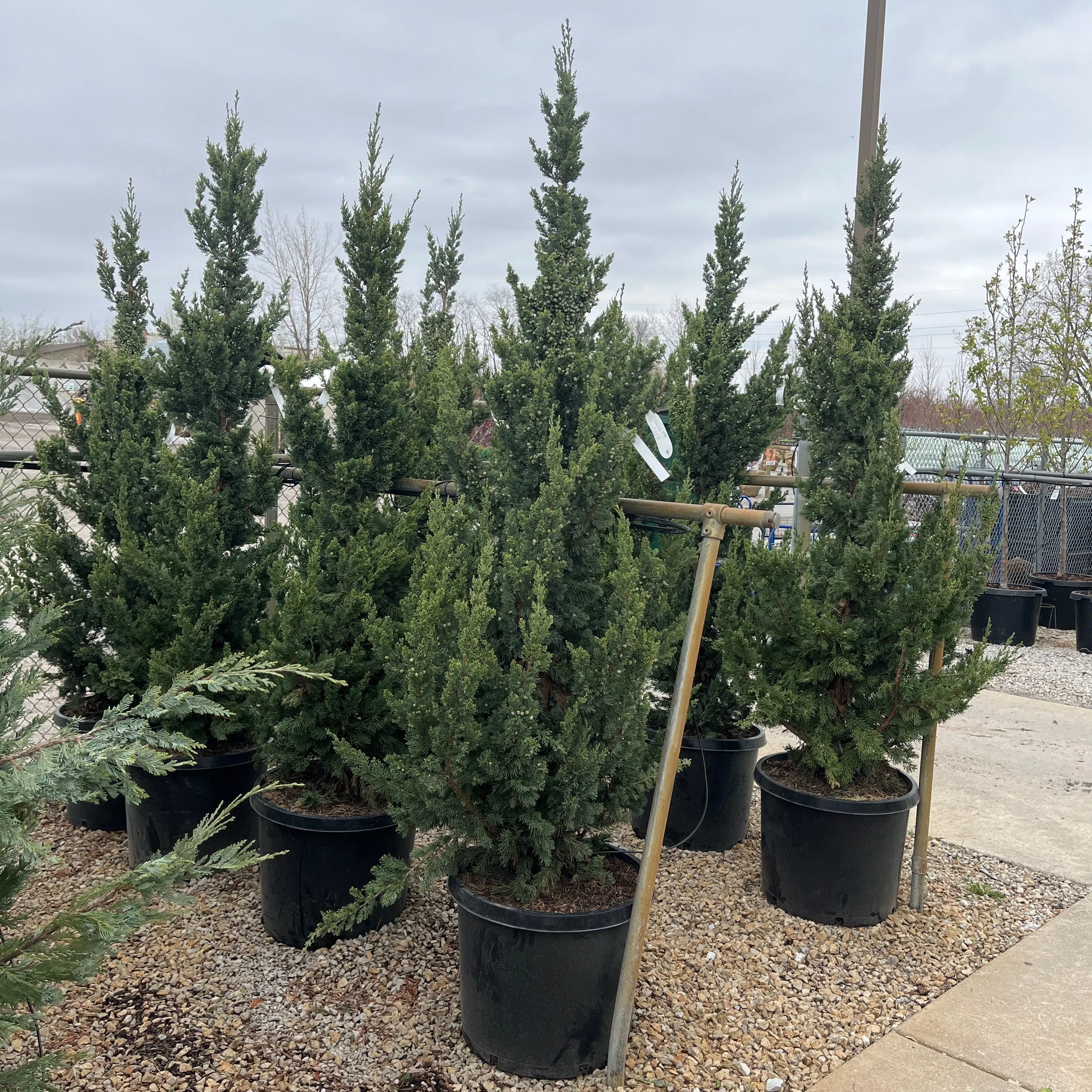 Trautman Juniper - Juniperus chinensis - Potted Shrub (Multiple Sizes)
