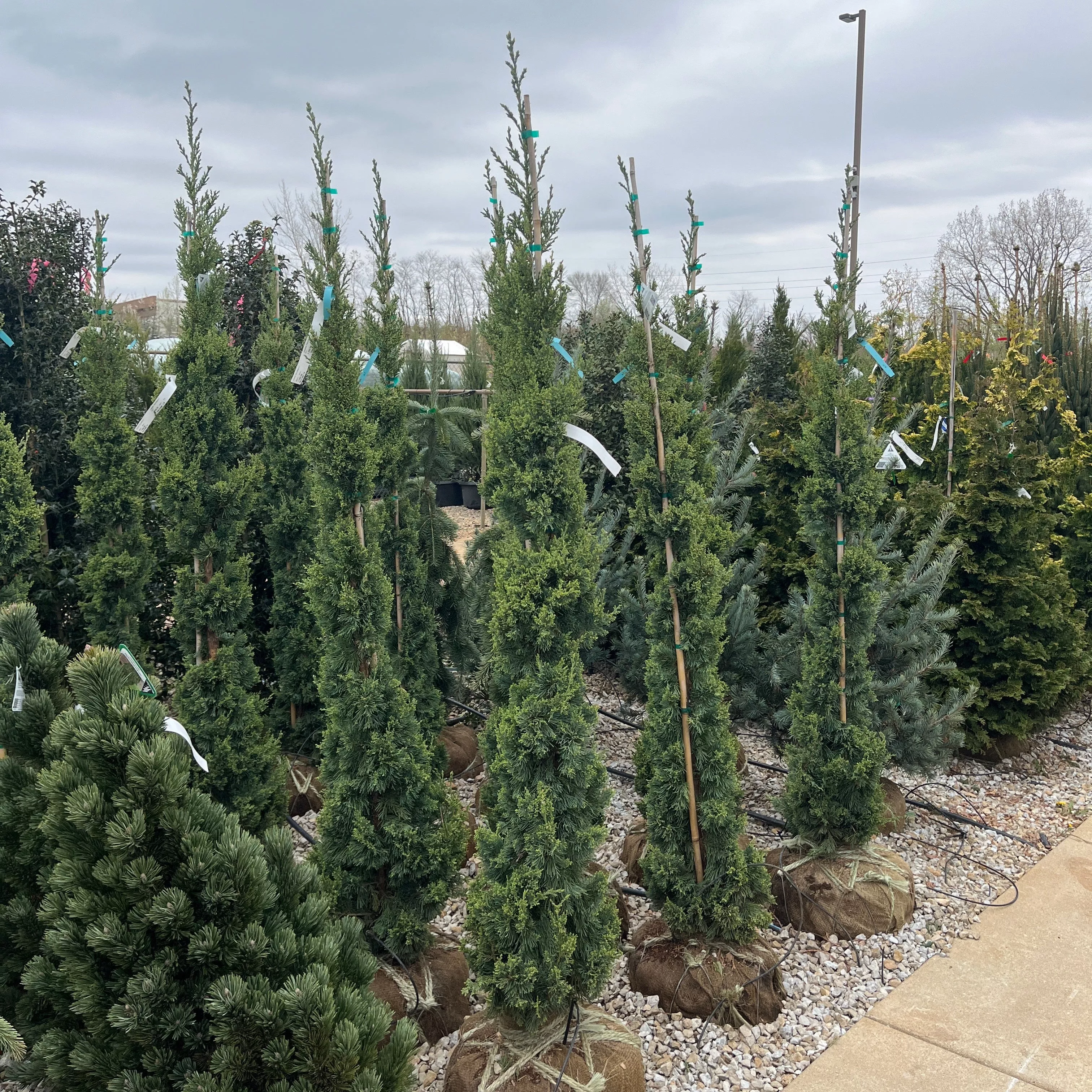 Trautman Juniper - Juniperus chinensis 'Trautman' - Ball & Burlap Tree (Multiple Sizes)